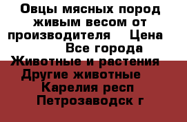 Овцы мясных пород живым весом от производителя. › Цена ­ 110 - Все города Животные и растения » Другие животные   . Карелия респ.,Петрозаводск г.